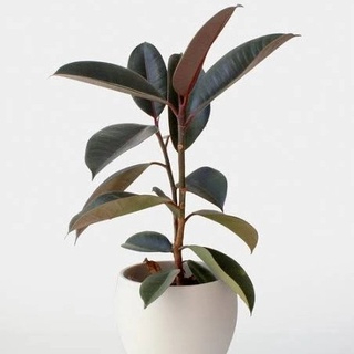 Rubber Plant 2