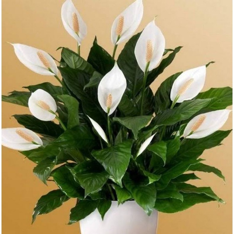Peace Lily (Spathiphyllum) 4