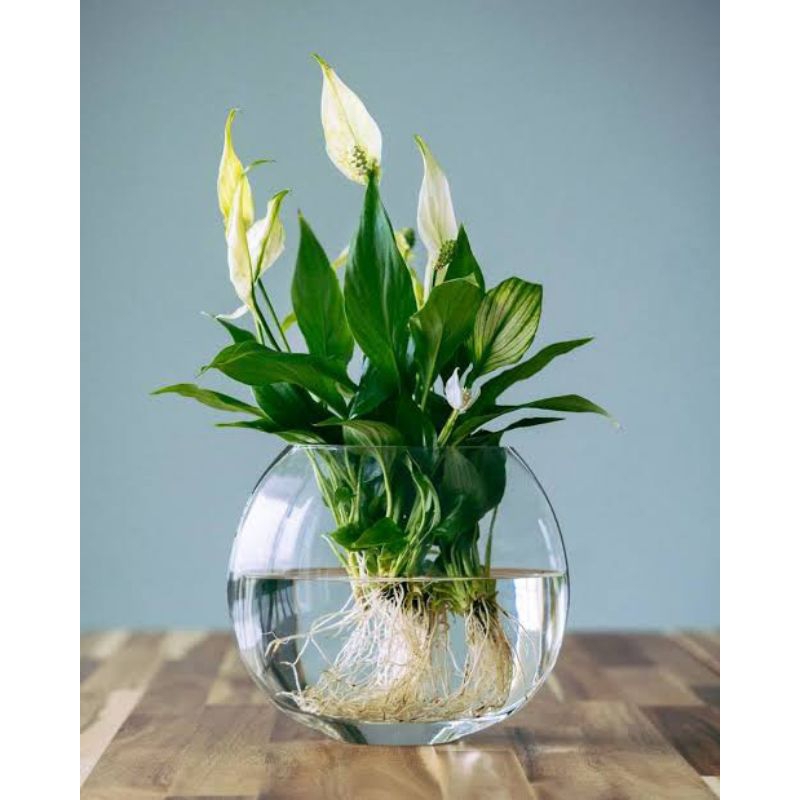 Peace Lily (Spathiphyllum) 2