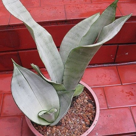 Sansevieria trifasciata 'Moonshine' 2