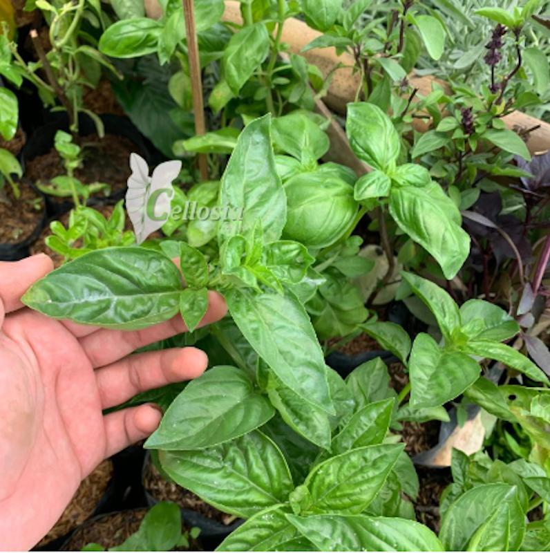 Tanaman Basil 3