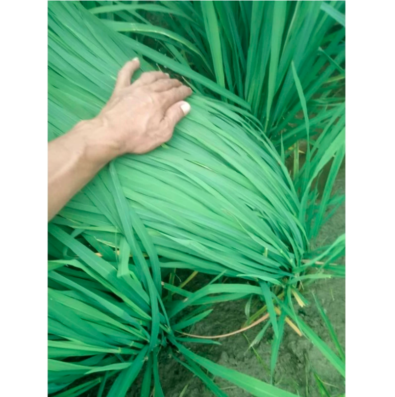  Benih Padi In-Hibrida Si Mbok 1 kg