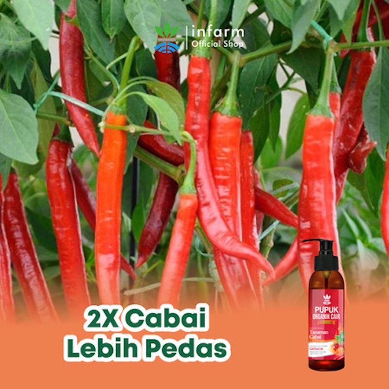 Infarm Pupuk Organik Cair Tanaman Cabai 3