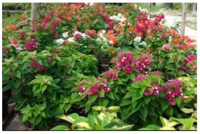  Bibit Bunga Bugenvil Singapura