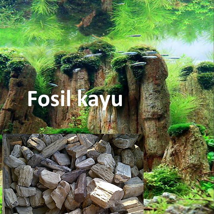  Batu Fosil Kayu