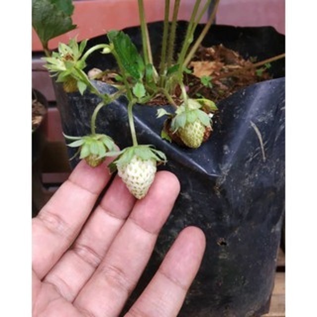  Bibit Strawberry Merlan