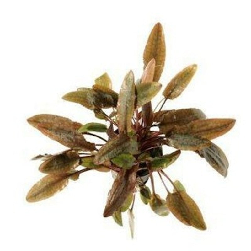 Cryptocoryne wendtii 'Brown' 1