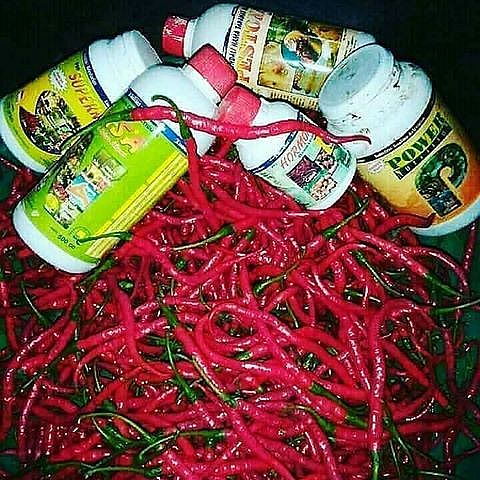 Nasa Pupuk Organik Cair POC 