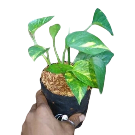 10 Rekomendasi Tanaman Hias yang Mudah Dirawat Terbaik  [Ditinjau Gardener] (Terbaru Tahun 2026) 2