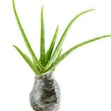 10 Rekomendasi Tanaman Herbal Terbaik 5