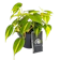 Philodendron Brasil 1