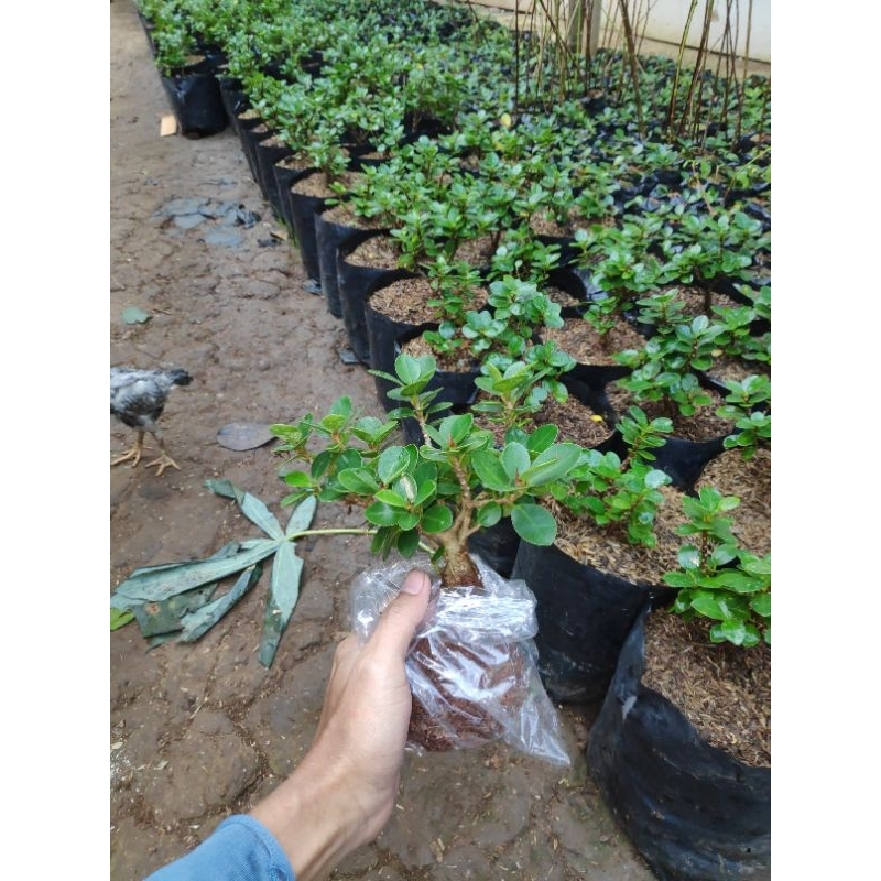  Bibit Bonsai Dolar Mikro Mangkok
