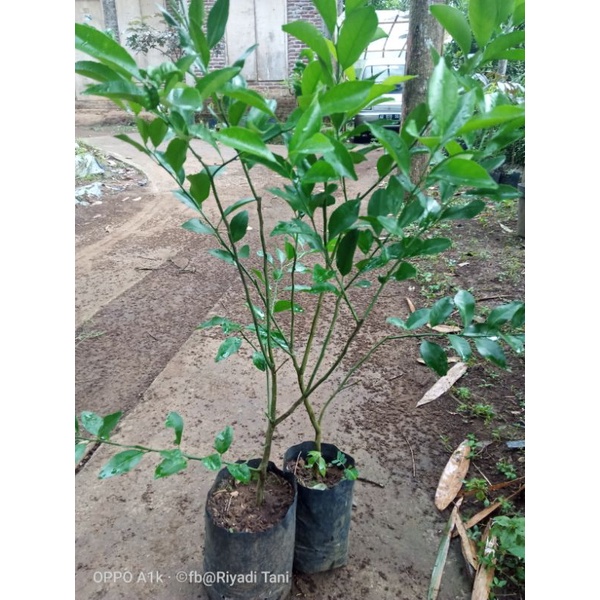 Bibit Jeruk Santang Madu Cangkok 2
