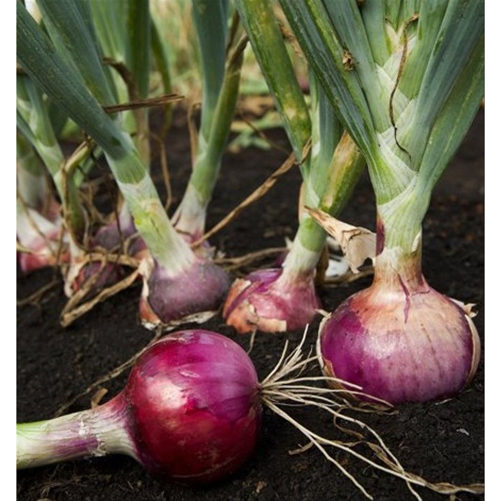  Panda Farm Benih Biji Bawang Merah 