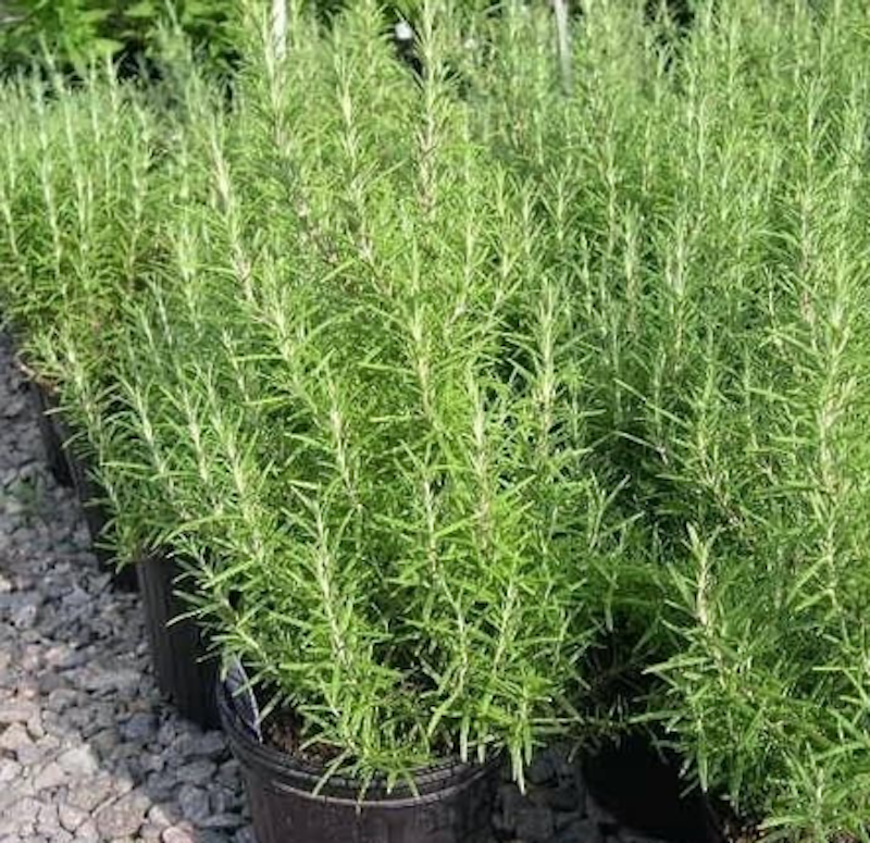 Tanaman Rosemary 4