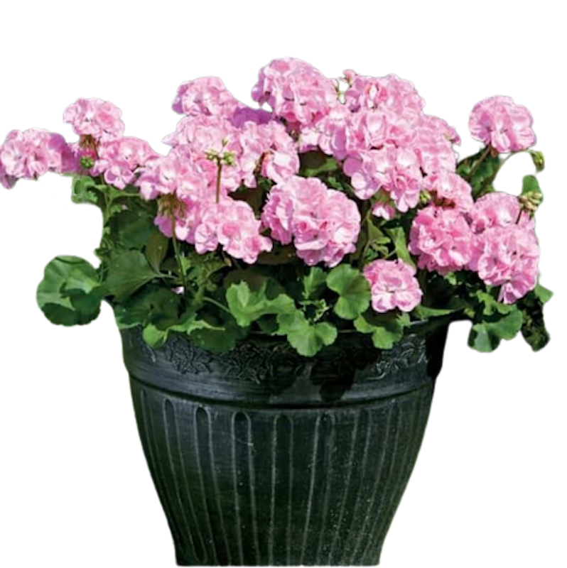 Tanaman Geranium 1