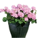 Tanaman Geranium 1