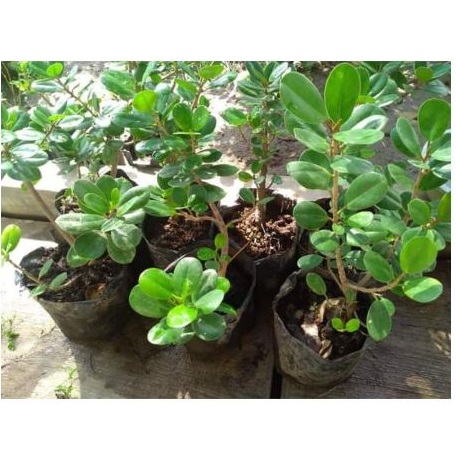  Bakalan Bonsai Beringin Dolar 