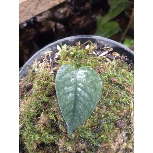  Monstera siltepecana