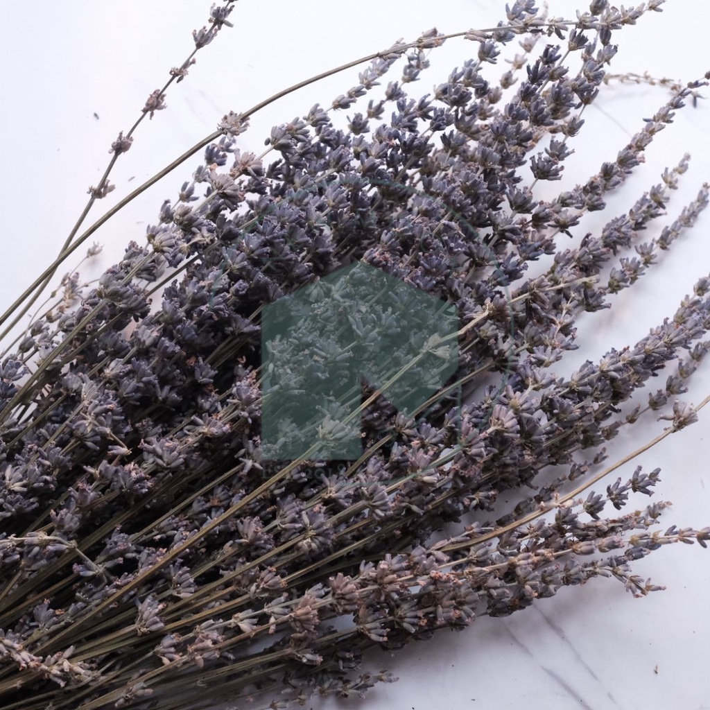 Bunga Kering Rustic Vintage Preserved Lavender 3