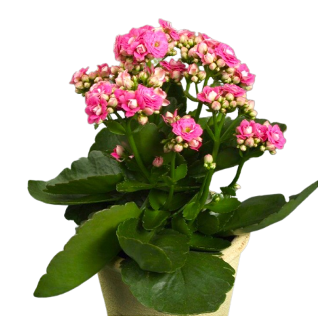 Cocor Bebek / Kalanchoe calandiva 1