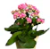 Cocor Bebek / Kalanchoe calandiva 1