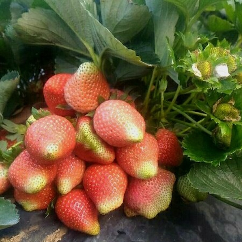 Bibit Strawberry Rosa Linda 5