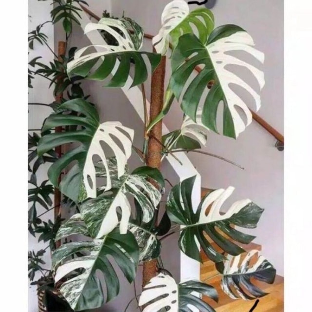 Monstera deliciosa variegata
