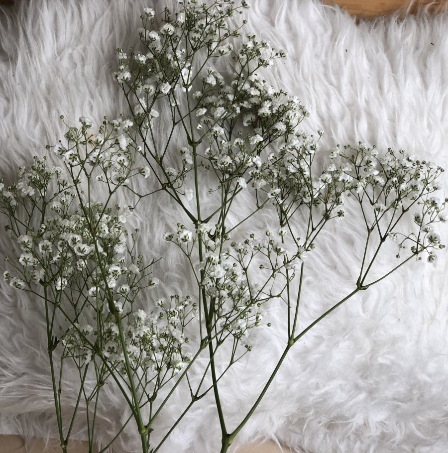  Fresh Natural Baby Breath