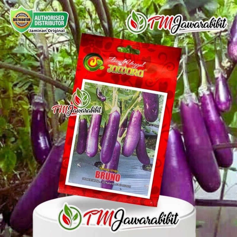 JAWARA Terong Ungu BRUNO