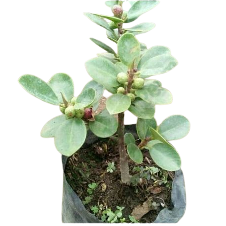  Bibit Beringin Dolar Koin