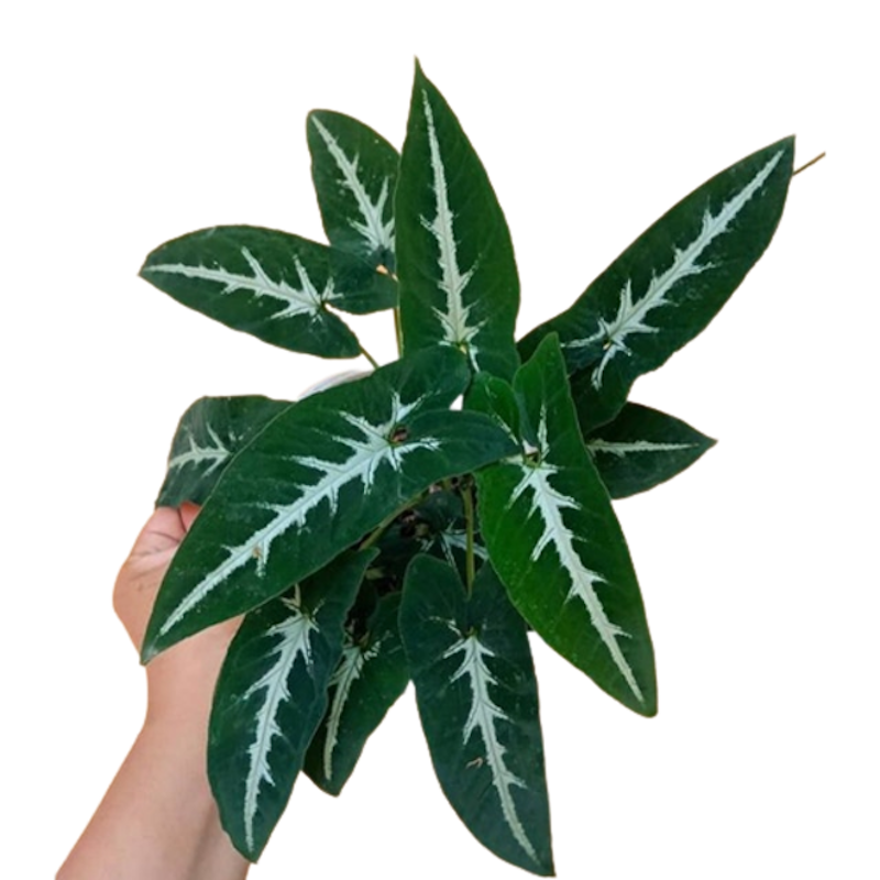 Syngonium wendlandii 1