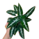 Syngonium wendlandii 1