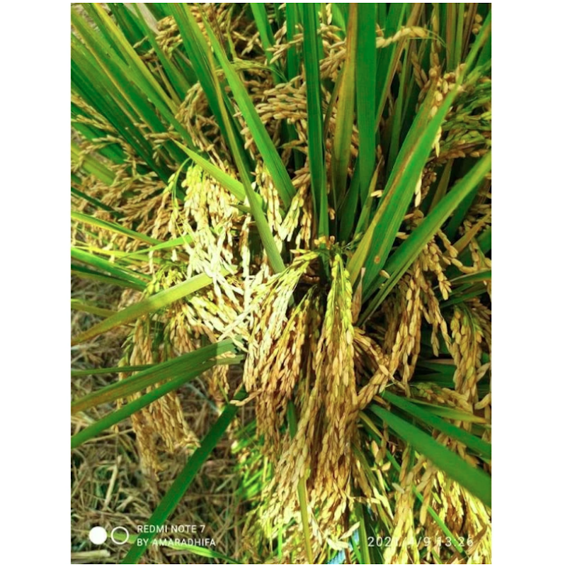 Padi Unggul Lokal Jawa Barat Cibatu 06 5 kg 2