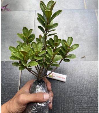  Bonsai Mikro Dolar Mangkok Pupus Merah