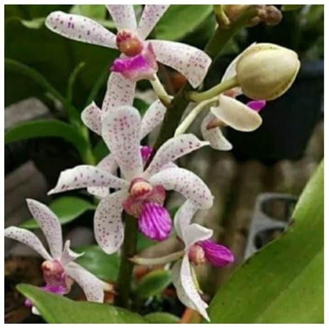  Bibit Bunga Anggrek