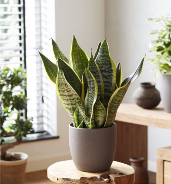Sansevieria trifasciata 2