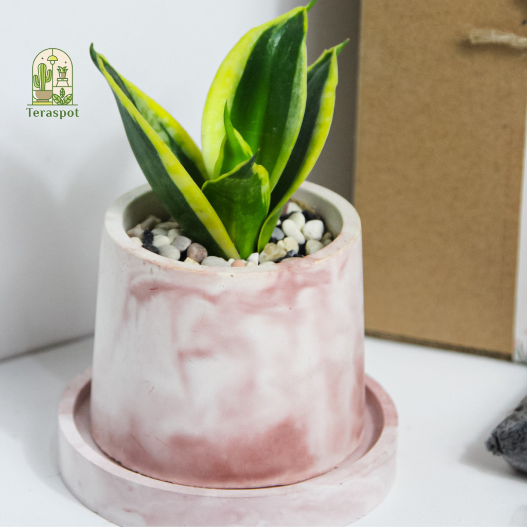Sansevieria trifasciata 'Laurentii' Mini 5