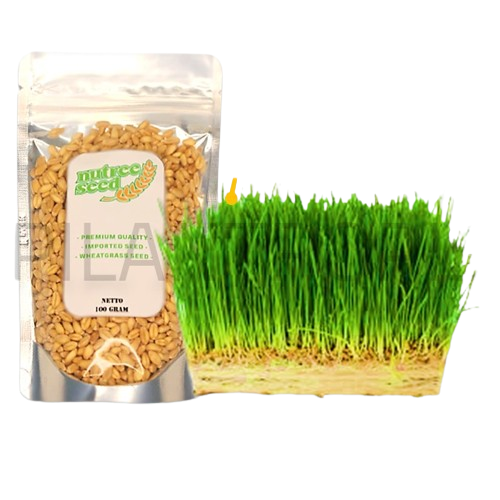 10 Rekomendasi Rumput Kucing Terbaik  [Ditinjau oleh Veterinarian] 1