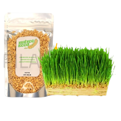 Nutree Seed Benih Rumput Gandum 100 gr