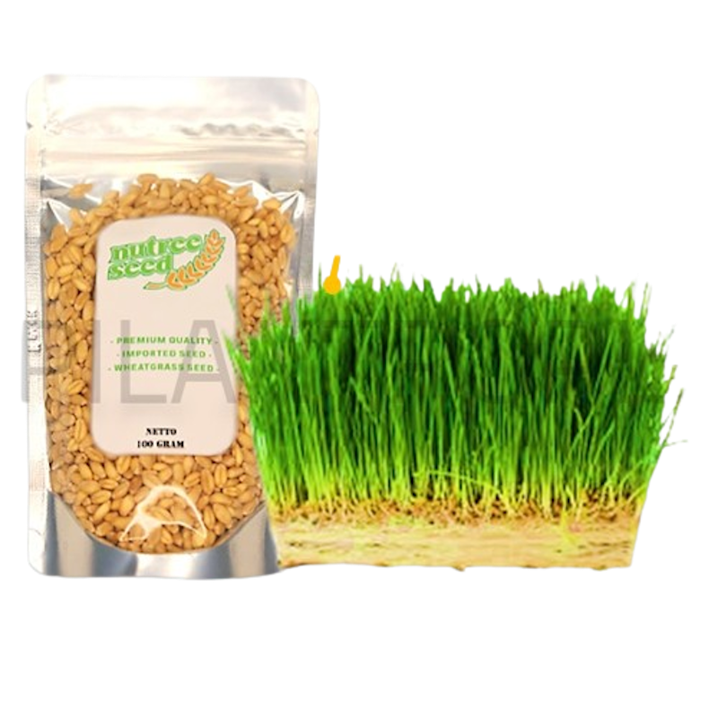 Nutree Seed Benih Rumput Gandum 100 gr 1
