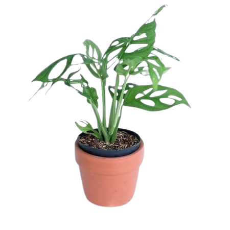 Monstera Obliqua 1