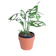 Monstera Obliqua 1