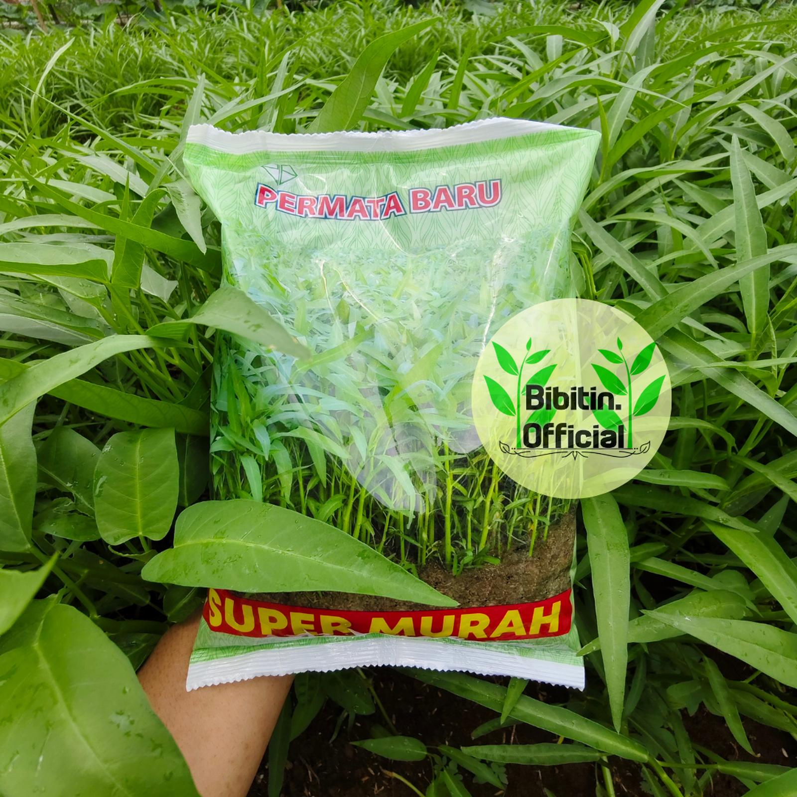 Permata Baru Benih Kangkung Super Murah