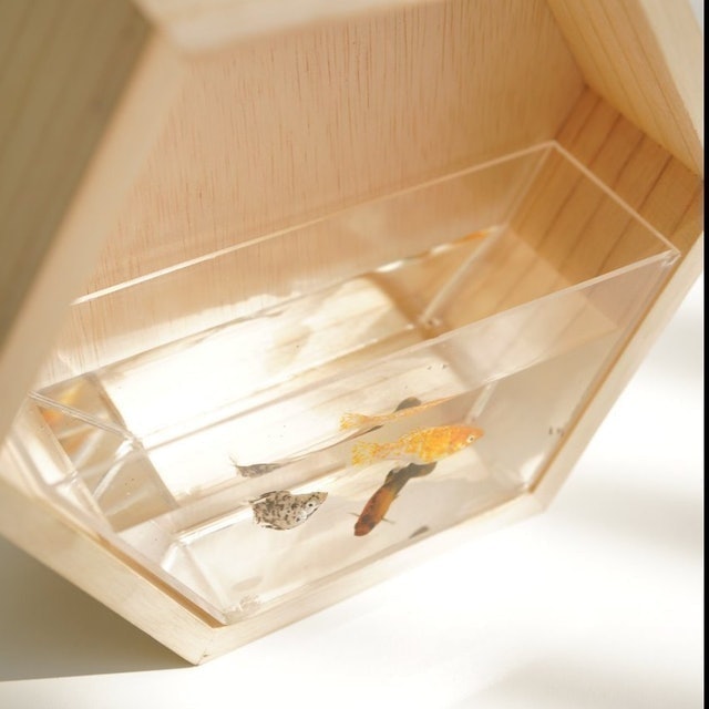 Hexagon Mini Aquascape 3
