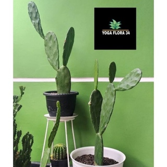 Yoga Flora 34 Kaktus Centong Ukuran Remaja