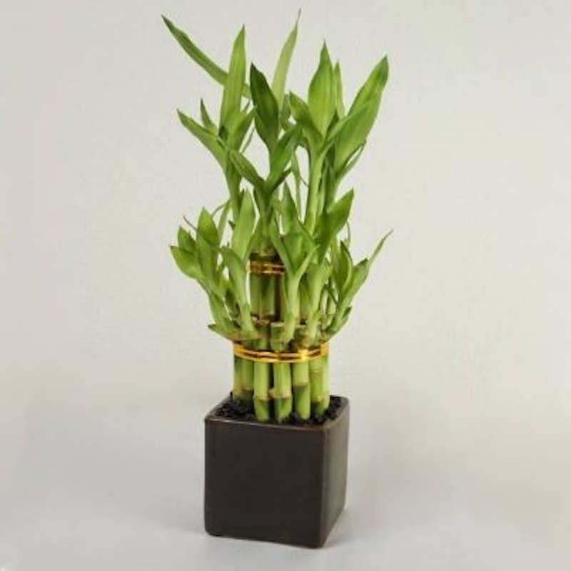 Lucky Bamboo (Dracaena sanderiana) 5