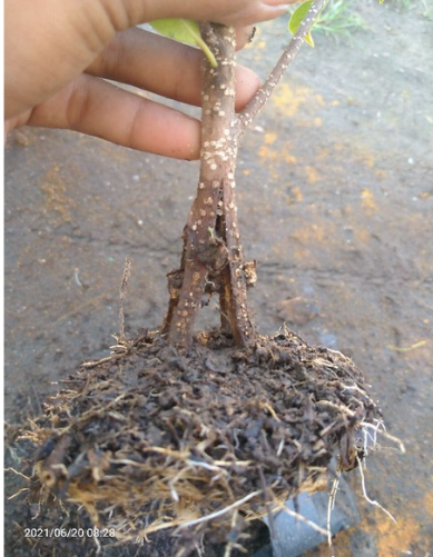  Bibit Bonsai Kimeng Pecah Batang