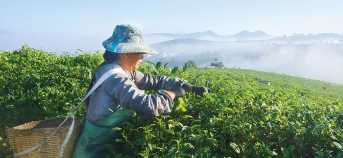 Unilever Lipton Iced Tea Lemon