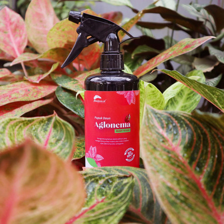 Planteria Planteria Pupuk Daun Aglonema 